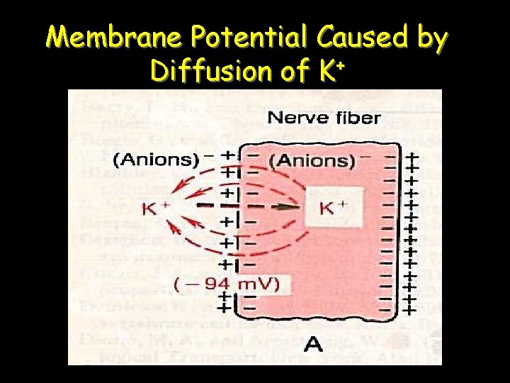 Membrane Potential Caused by Diffusion of K+ 