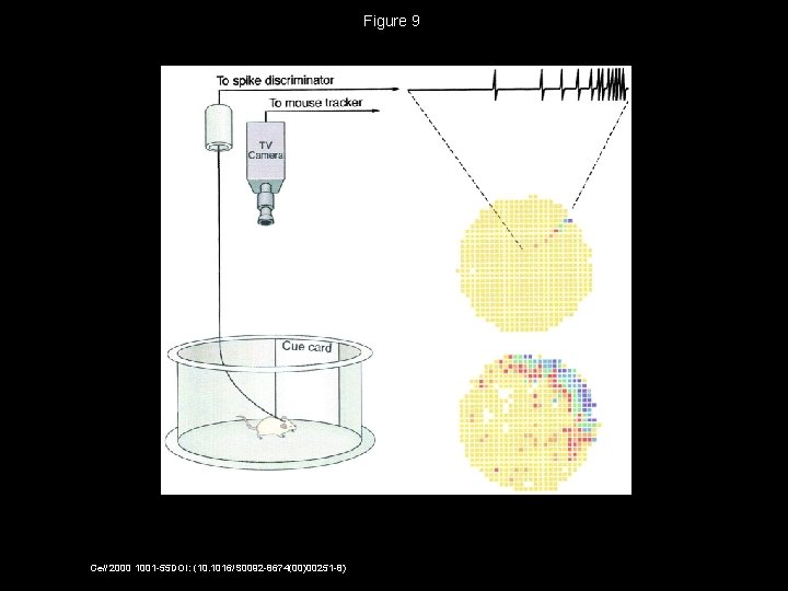 Figure 9 Cell 2000 1001 -55 DOI: (10. 1016/S 0092 -8674(00)00251 -8) 