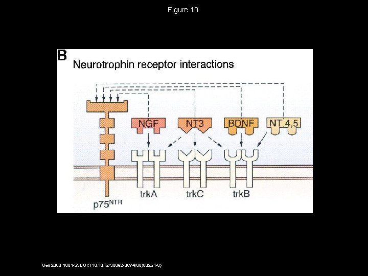 Figure 10 Cell 2000 1001 -55 DOI: (10. 1016/S 0092 -8674(00)00251 -8) 