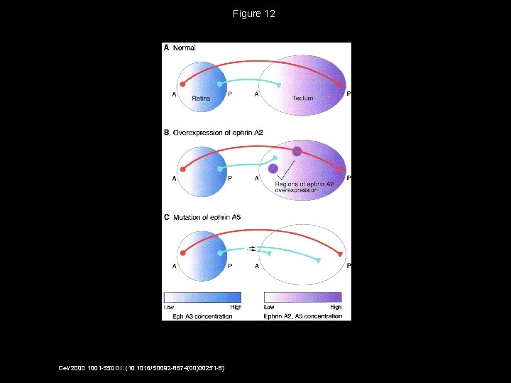 Figure 12 Cell 2000 1001 -55 DOI: (10. 1016/S 0092 -8674(00)00251 -8) 