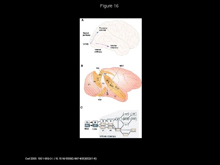 Figure 16 Cell 2000 1001 -55 DOI: (10. 1016/S 0092 -8674(00)00251 -8) 
