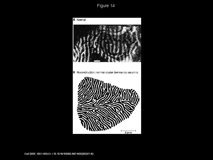 Figure 14 Cell 2000 1001 -55 DOI: (10. 1016/S 0092 -8674(00)00251 -8) 