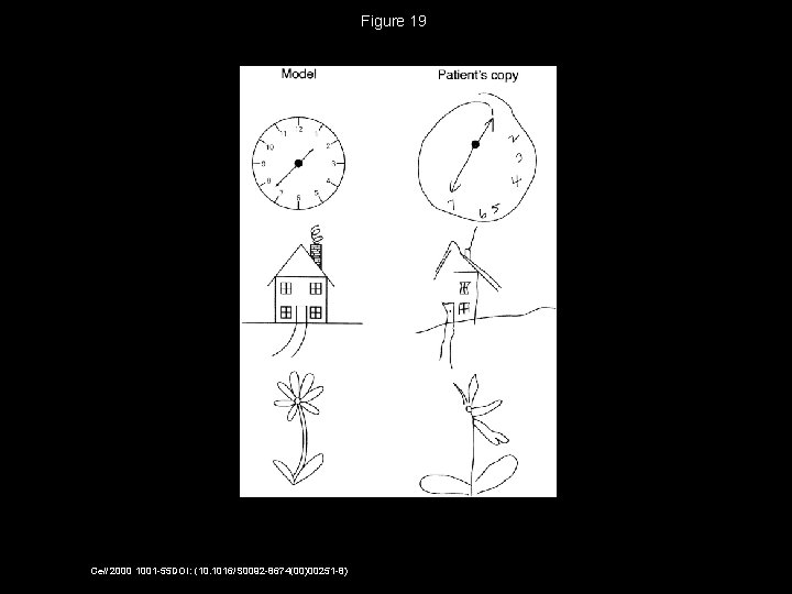 Figure 19 Cell 2000 1001 -55 DOI: (10. 1016/S 0092 -8674(00)00251 -8) 