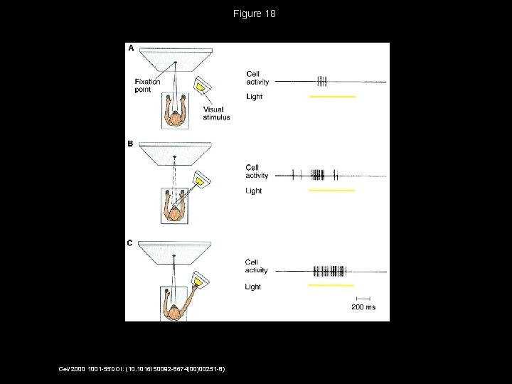 Figure 18 Cell 2000 1001 -55 DOI: (10. 1016/S 0092 -8674(00)00251 -8) 