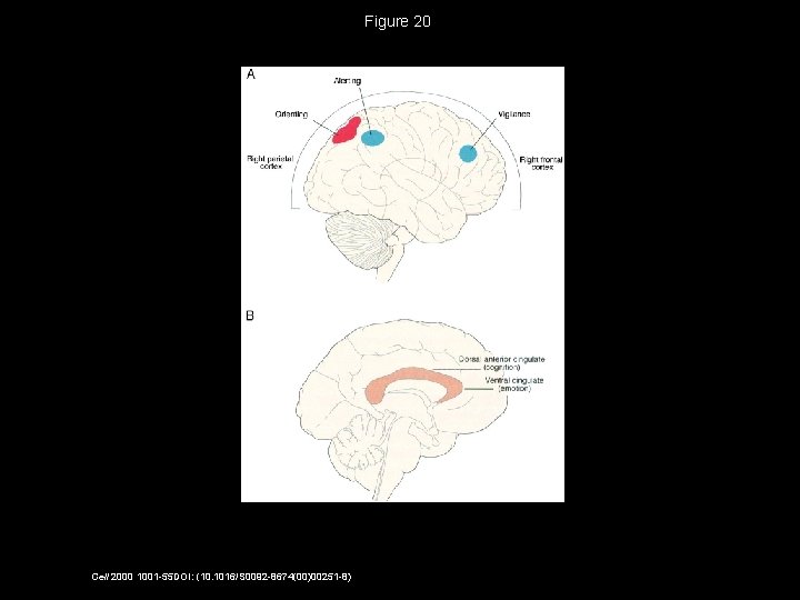 Figure 20 Cell 2000 1001 -55 DOI: (10. 1016/S 0092 -8674(00)00251 -8) 