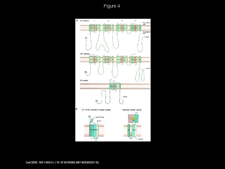 Figure 4 Cell 2000 1001 -55 DOI: (10. 1016/S 0092 -8674(00)00251 -8) 