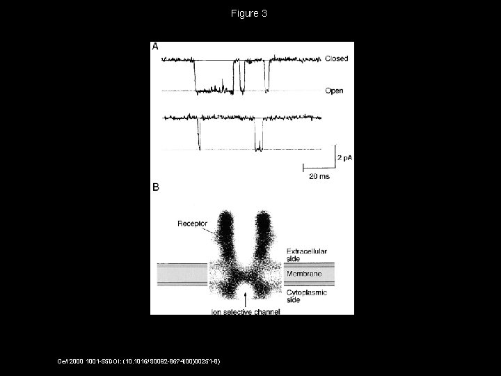 Figure 3 Cell 2000 1001 -55 DOI: (10. 1016/S 0092 -8674(00)00251 -8) 