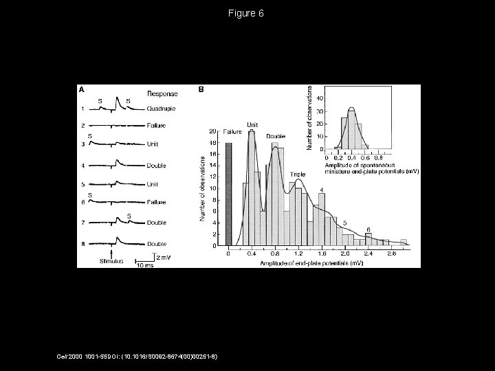 Figure 6 Cell 2000 1001 -55 DOI: (10. 1016/S 0092 -8674(00)00251 -8) 