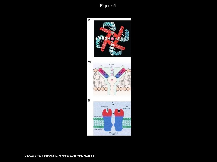 Figure 5 Cell 2000 1001 -55 DOI: (10. 1016/S 0092 -8674(00)00251 -8) 