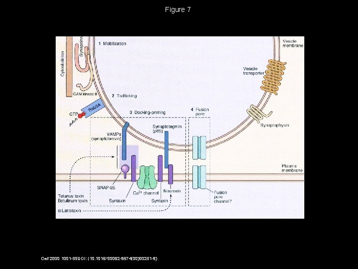 Figure 7 Cell 2000 1001 -55 DOI: (10. 1016/S 0092 -8674(00)00251 -8) 