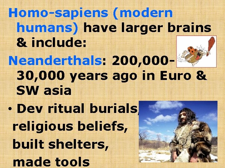 Homo-sapiens (modern humans) have larger brains & include: Neanderthals: 200, 00030, 000 years ago