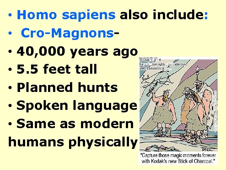  • Homo sapiens also include: • Cro-Magnons • 40, 000 years ago •