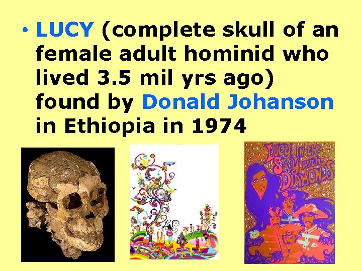  • LUCY (complete skull of an female adult hominid who lived 3. 5