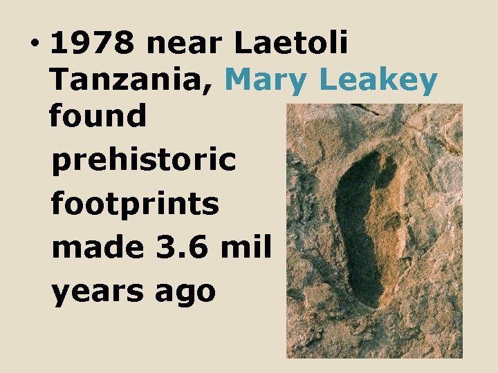  • 1978 near Laetoli Tanzania, Mary Leakey found prehistoric footprints made 3. 6