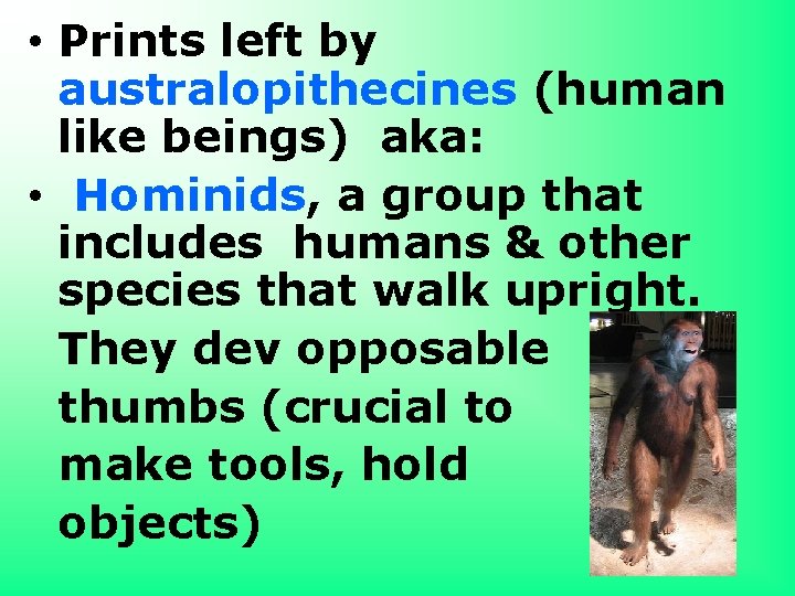  • Prints left by australopithecines (human like beings) aka: • Hominids, a group