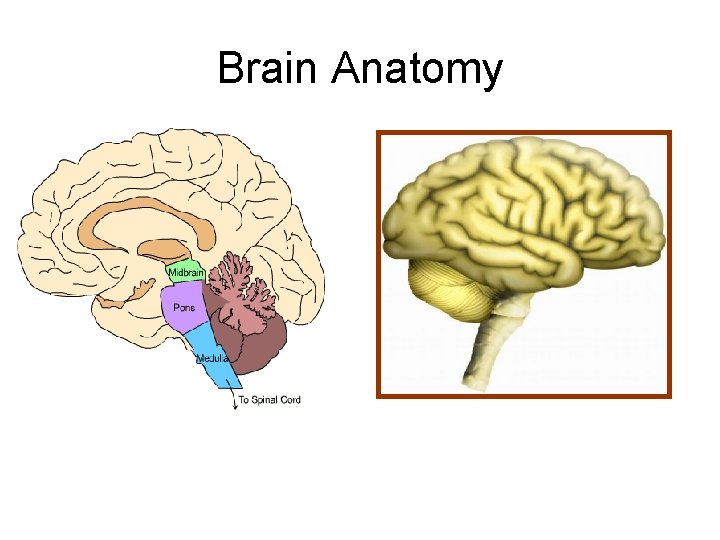 Brain Anatomy 