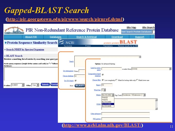 Gapped-BLAST Search (http: //pir. georgetown. edu/pirwww/search/pirnref. shtml) (http: //www. ncbi. nlm. nih. gov/BLAST/) 11