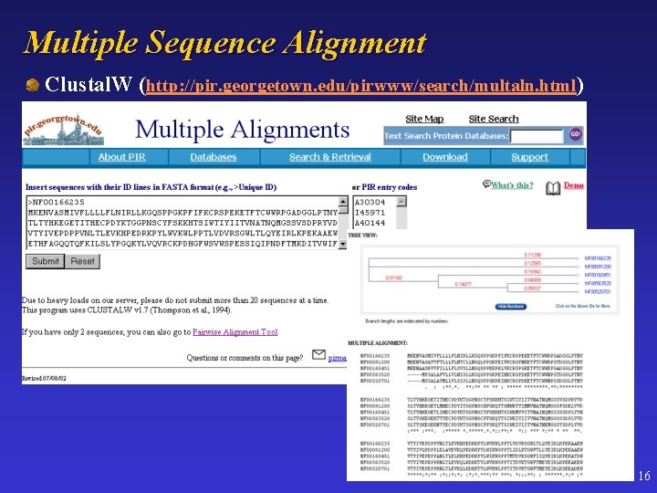 Multiple Sequence Alignment Clustal. W (http: //pir. georgetown. edu/pirwww/search/multaln. html) 16 