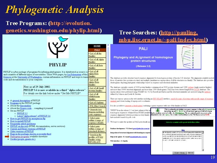 Phylogenetic Analysis Tree Programs: (http: //evolution. genetics. washington. edu/phylip. html) Tree Searches: (http: //pauling.