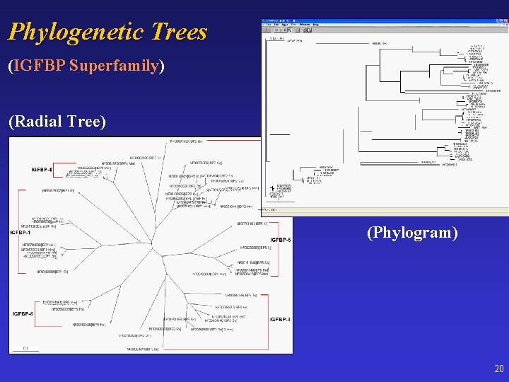 Phylogenetic Trees (IGFBP Superfamily) (Radial Tree) (Phylogram) 20 