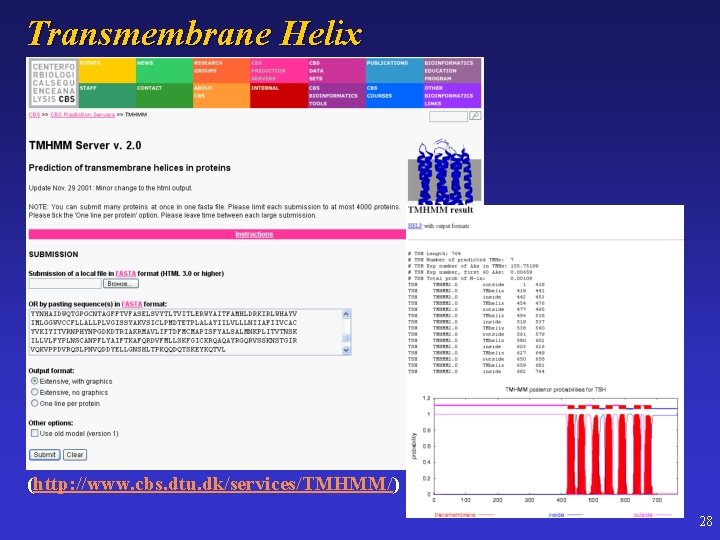 Transmembrane Helix (http: //www. cbs. dtu. dk/services/TMHMM/) 28 