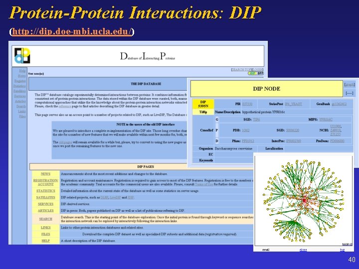 Protein-Protein Interactions: DIP (http: //dip. doe-mbi. ucla. edu/) 40 