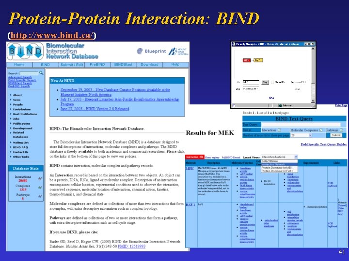 Protein-Protein Interaction: BIND (http: //www. bind. ca/) 41 