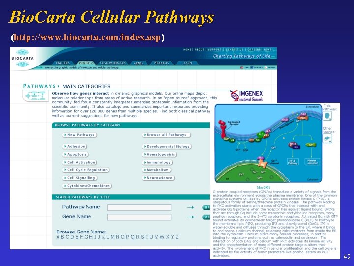 Bio. Carta Cellular Pathways (http: //www. biocarta. com/index. asp) 42 