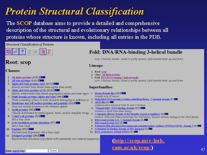 Protein Structural Classification The SCOP database aims to provide a detailed and comprehensive description
