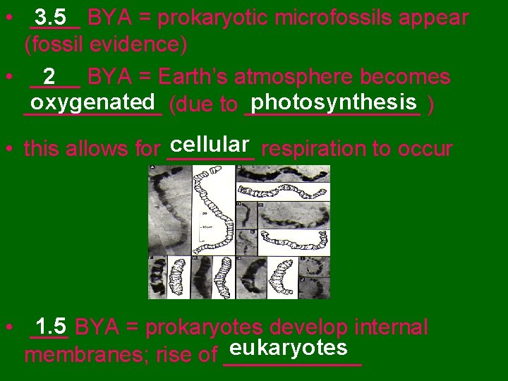 3. 5 BYA = prokaryotic microfossils appear • ____ (fossil evidence) 2 BYA =