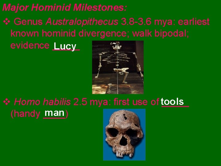 Major Hominid Milestones: v Genus Australopithecus 3. 8 -3. 6 mya: earliest known hominid