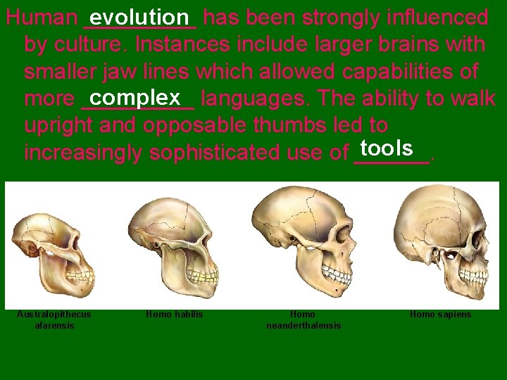 evolution has been strongly influenced Human _____ by culture. Instances include larger brains with