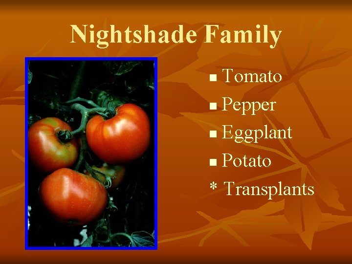 Nightshade Family Tomato n Pepper n Eggplant n Potato * Transplants n 