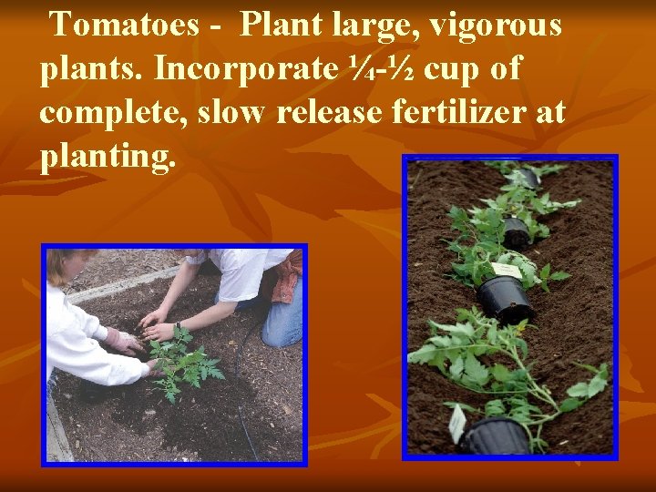 Tomatoes - Plant large, vigorous plants. Incorporate ¼-½ cup of complete, slow release fertilizer