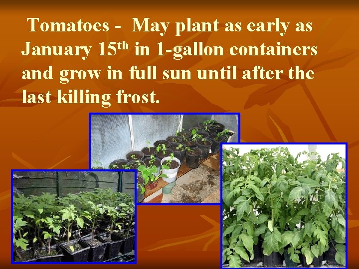 Tomatoes - May plant as early as January 15 th in 1 -gallon containers