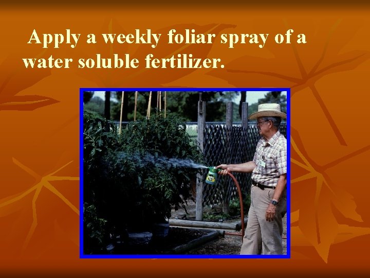 Apply a weekly foliar spray of a water soluble fertilizer. 