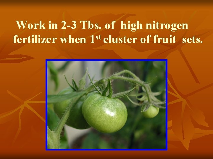 Work in 2 -3 Tbs. of high nitrogen fertilizer when 1 st cluster of