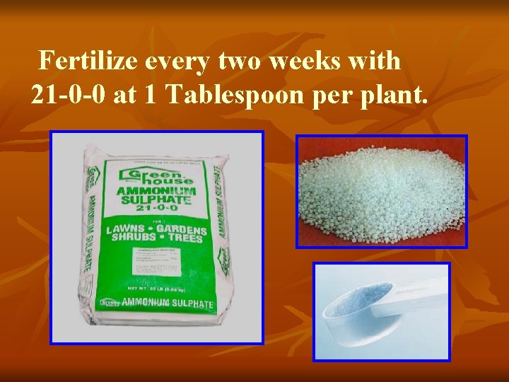 Fertilize every two weeks with 21 -0 -0 at 1 Tablespoon per plant. 