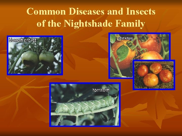 Common Diseases and Insects of the Nightshade Family 