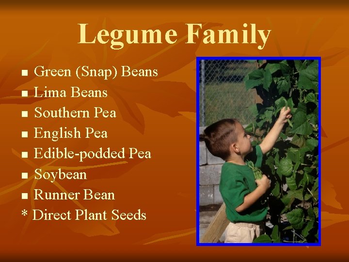 Legume Family Green (Snap) Beans n Lima Beans n Southern Pea n English Pea