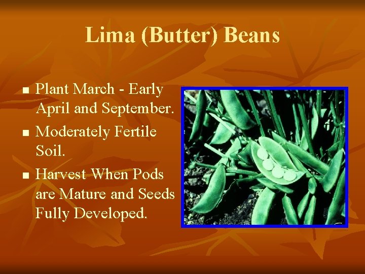 Lima (Butter) Beans n n n Plant March - Early April and September. Moderately