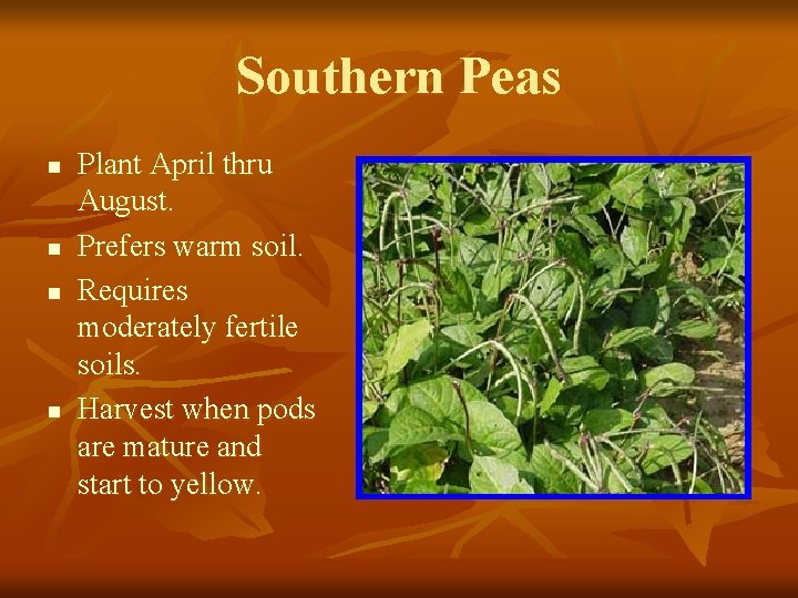 Southern Peas n n Plant April thru August. Prefers warm soil. Requires moderately fertile