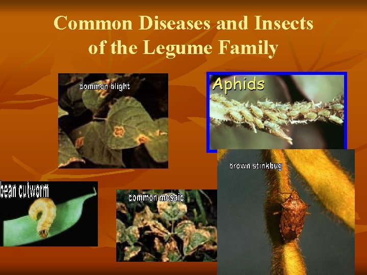 Common Diseases and Insects of the Legume Family 