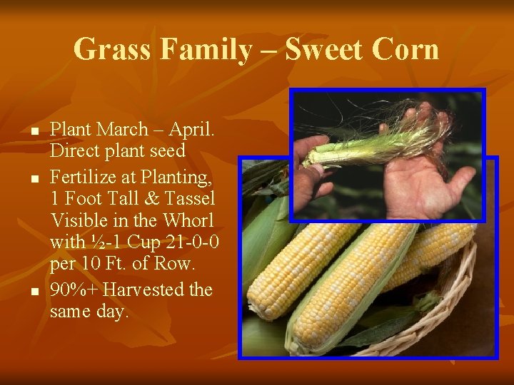 Grass Family – Sweet Corn n Plant March – April. Direct plant seed Fertilize