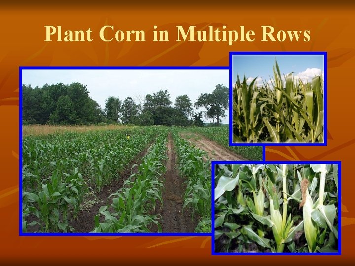 Plant Corn in Multiple Rows 