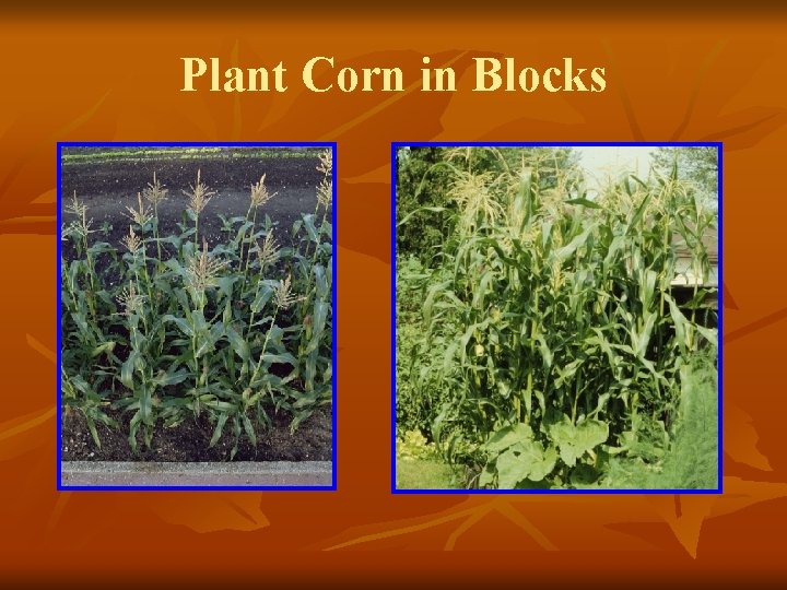 Plant Corn in Blocks 