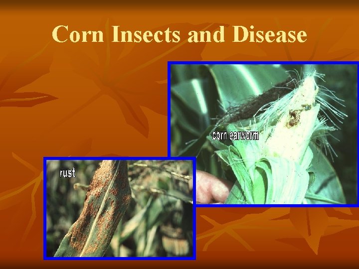 Corn Insects and Disease 