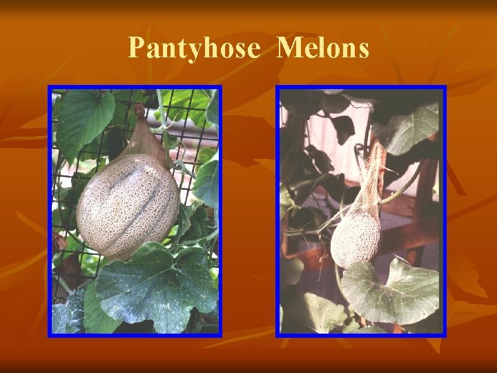 Pantyhose Melons 