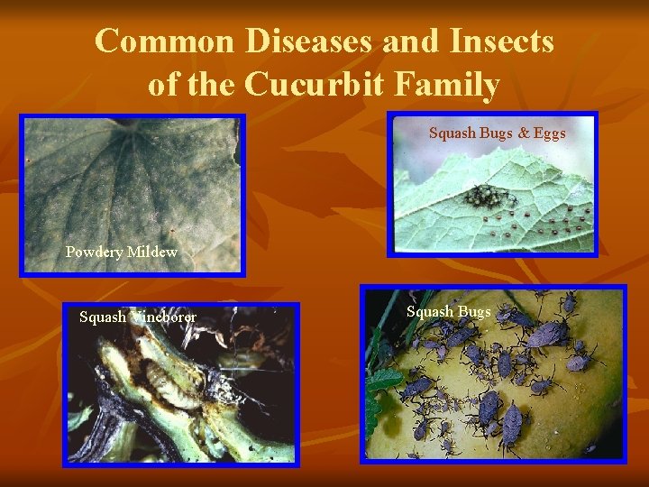 Common Diseases and Insects of the Cucurbit Family Squash Bugs & Eggs Powdery Mildew