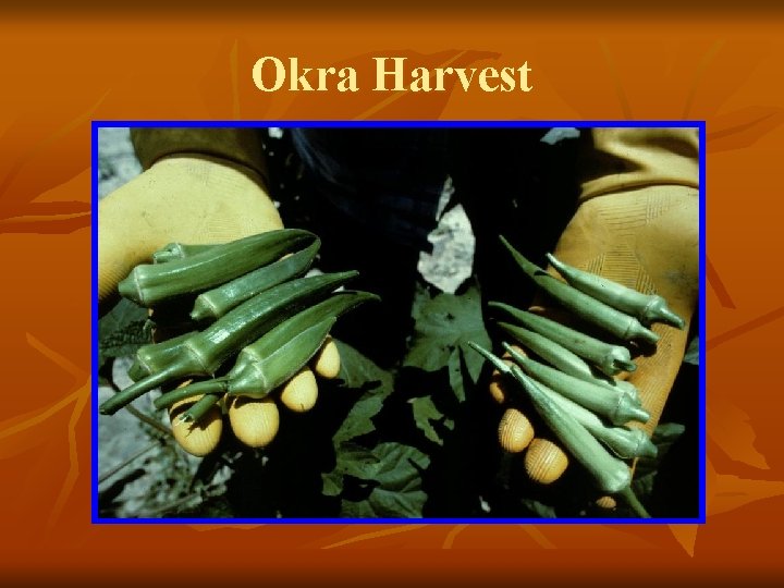 Okra Harvest 